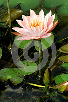 Blooming pink water lily Nymphaea Marliacea Carnea on pond. Sankt-Petersburg botanical garden