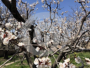 Blooming pink and white abricos photo