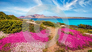 Blooming pink and white flowers on the della Pelosa beach. Romantic spring scene of Sardinia island, Italy, Europe. Stunning morni