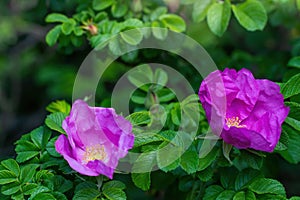 Blooming pink wild rose spring day