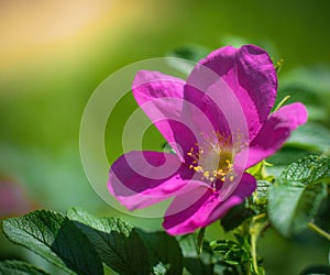 Blooming pink wild rose spring day