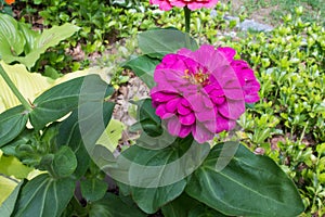 Blooming Pink Zinnia