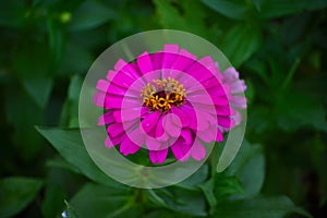 Blooming Pink Zinnia Flower (Zinnia elegans).