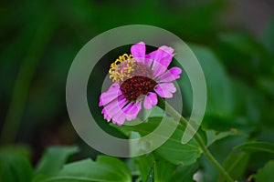 Blooming Pink Zinnia Flower (Zinnia elegans).