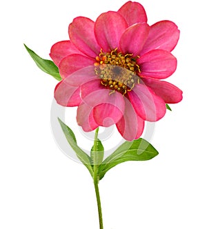 A blooming pink zinnia on a white background
