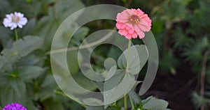 Blooming pink Zinnia (Zinnia elegans) Flower closeup.