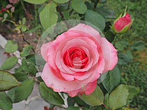 Blooming pinkish rose