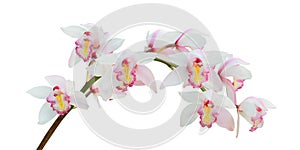 Blooming Pinkish White Cymbidium Orchid Flowers Isolated on White Background with Clipping Path photo