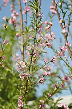 Blooming of pinkness