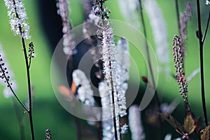 Blooming plant Actaea Rasemosa