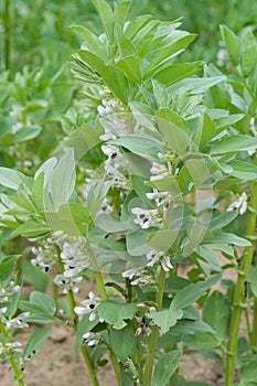 Blooming plant of broad beans