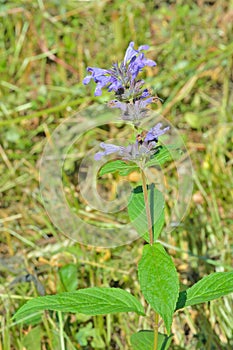 Blooming plant catmint Nepeta manchuriensis