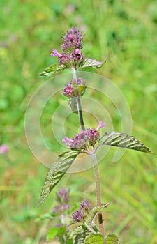 Blooming plant Clinopodium chinense