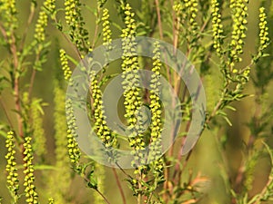 Blooming plant of common ragweed, Ambrosia artemisiifolia