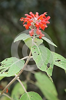 blooming plant in a forest closed to paro (bhutan)