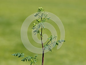 Hemlock or poison hemlock, Conium maculatum photo