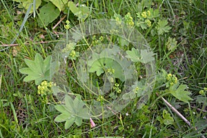 Blooming plant lady`s-mantleAlchemilla vulgaris on a bed in the botanical garden