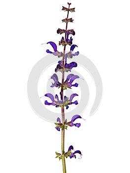 Blooming plant of meadow clary sage with purple flowers. Salvia pratensis