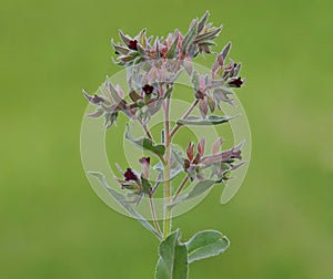 Blooming plant of Monkswort with dark red flowers. Nonea pulla
