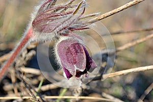 Blooming plant of Pulsatilla patens Eastern pasqueflower, prairie crocus, cutleaf anemone purple petals, hairy foliage close up