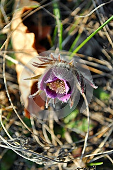 Blooming plant of Pulsatilla patens Eastern pasqueflower, prairie crocus, cutleaf anemone purple petals, hairy foliage close up
