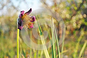 Blooming plant of Pulsatilla patens Eastern pasqueflower, prairie crocus, cutleaf anemone purple petals and yellow pistil