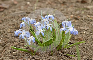 Blooming plant Scilla forbesii in the spring.