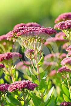 Blooming plant Sedum prominent photo