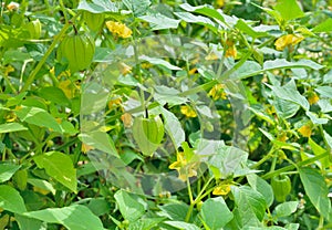 Blooming plant of strawberry tomato