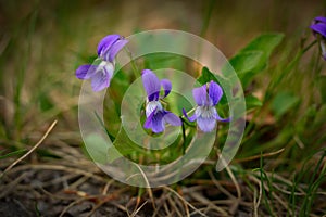 Blooming plant of wildflowers - blue violets with green foliage