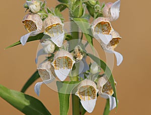 Blooming plant of Woolly foxglove or Grecian foxglove. Digitalis lanata