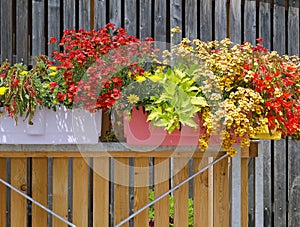 Blooming plants at a balcony