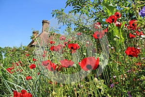 Blooming plants, Ladybird in Great Dixter House & Gardens.