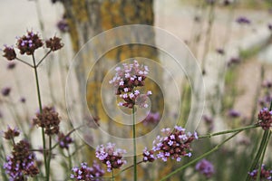 Blooming plants in the park.