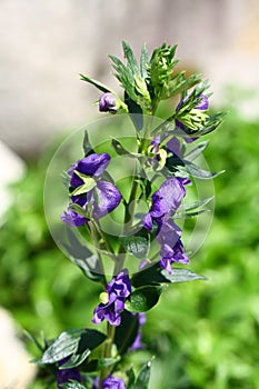 Flowering plants in arboretum