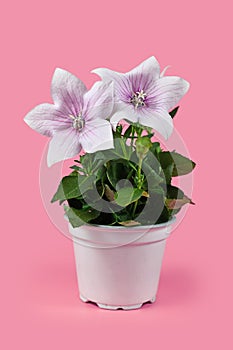 Blooming `Platycodon Grandiflorus Fuji Pink` balloon flower plant with white and purple flowers on pink background