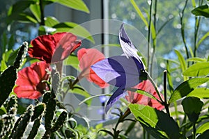 Blooming Platycodon grandiflorus and red petunia flowers in little garden on the balcony.