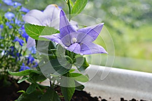 Blooming Platycodon grandiflorus in small garden on the balcony. Delicate violet flower