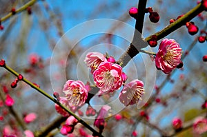 Blooming plum