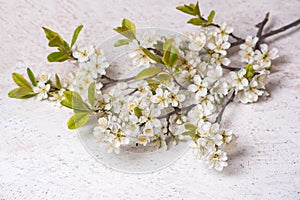 Blooming plum banches. first spring flowers on white marble background