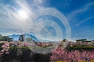 Blooming of Plum blossoms in shimabara castle