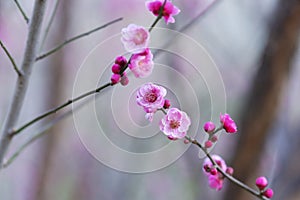 Blooming plum bossom on bare branches photo