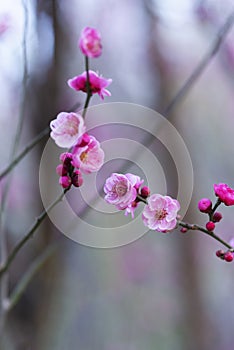 Blooming plum bossom on bare branches photo