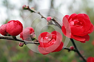 Plum bossom flower in blooming photo