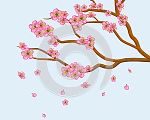 Blooming plum or cherry flowers. Petals of sakura flying down isolated on blue background. Spring Tree branches with realistic