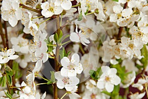 Blooming plum flowers background