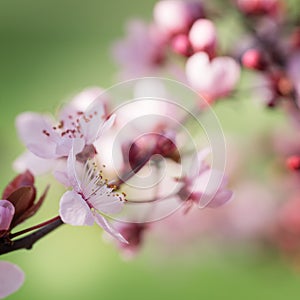 Blooming plum tree.