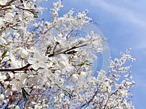 Blooming plum tree in blue sunny sky