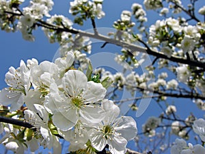 Blooming plum tree branch