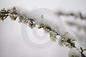 Blooming plum tree, plum tree branch, covered with white flowers and background foliage.